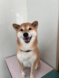 1月8日のわんこたちの写真